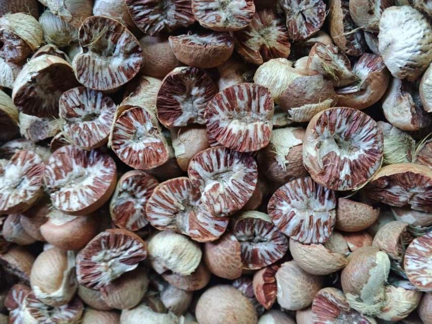 Betel Nut Split