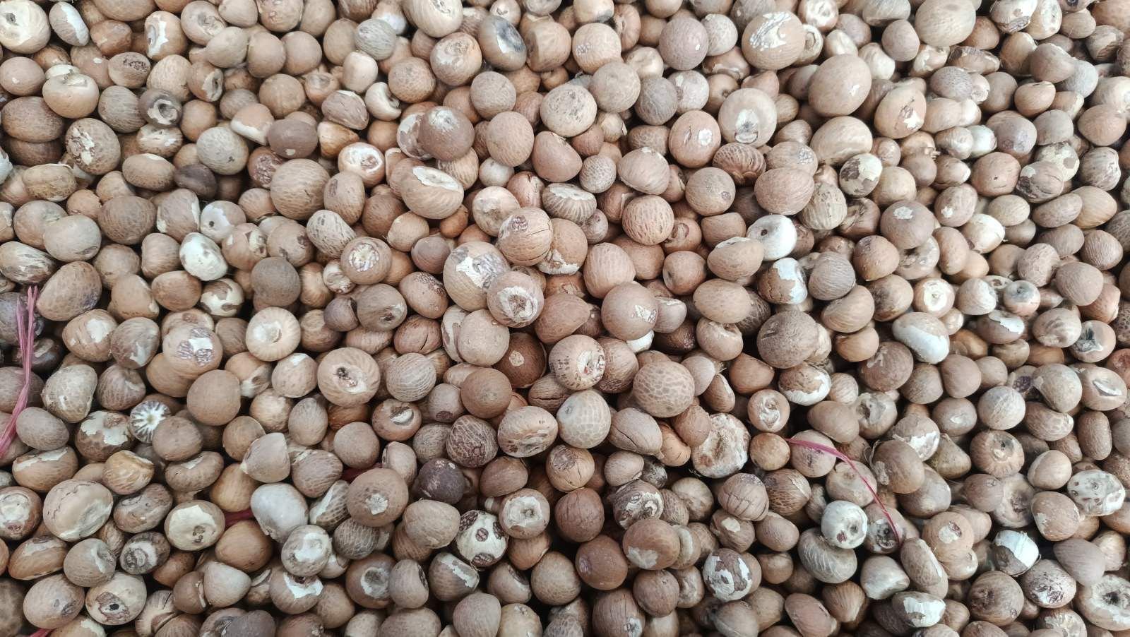 Betel Nut Whole